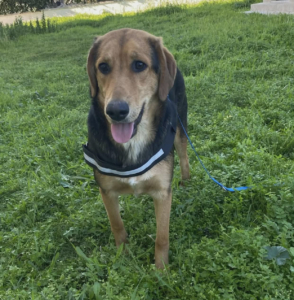 Falcon Zorro Dogsavior Jun26 5