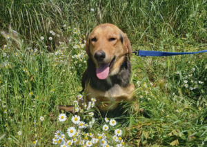 Falcon Zorro Dogsavior Jun26 6