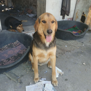 Falcon Zorro Dogsavior Jun26 7