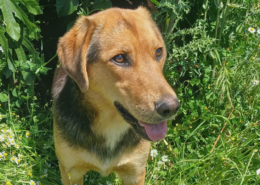 Falcon Zorro Dogsavior Jun26 Beitragsbild