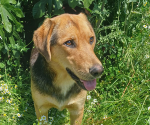 Falcon Zorro Dogsavior Jun26 Beitragsbild