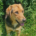Falcon Zorro Dogsavior Jun26 Beitragsbild