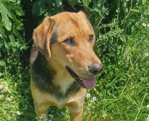 Falcon Zorro Dogsavior Jun26 Beitragsbild