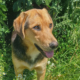 Falcon Zorro Dogsavior Jun26 Beitragsbild
