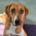 Ira Zorro Dogsavior Okt26 Social Media