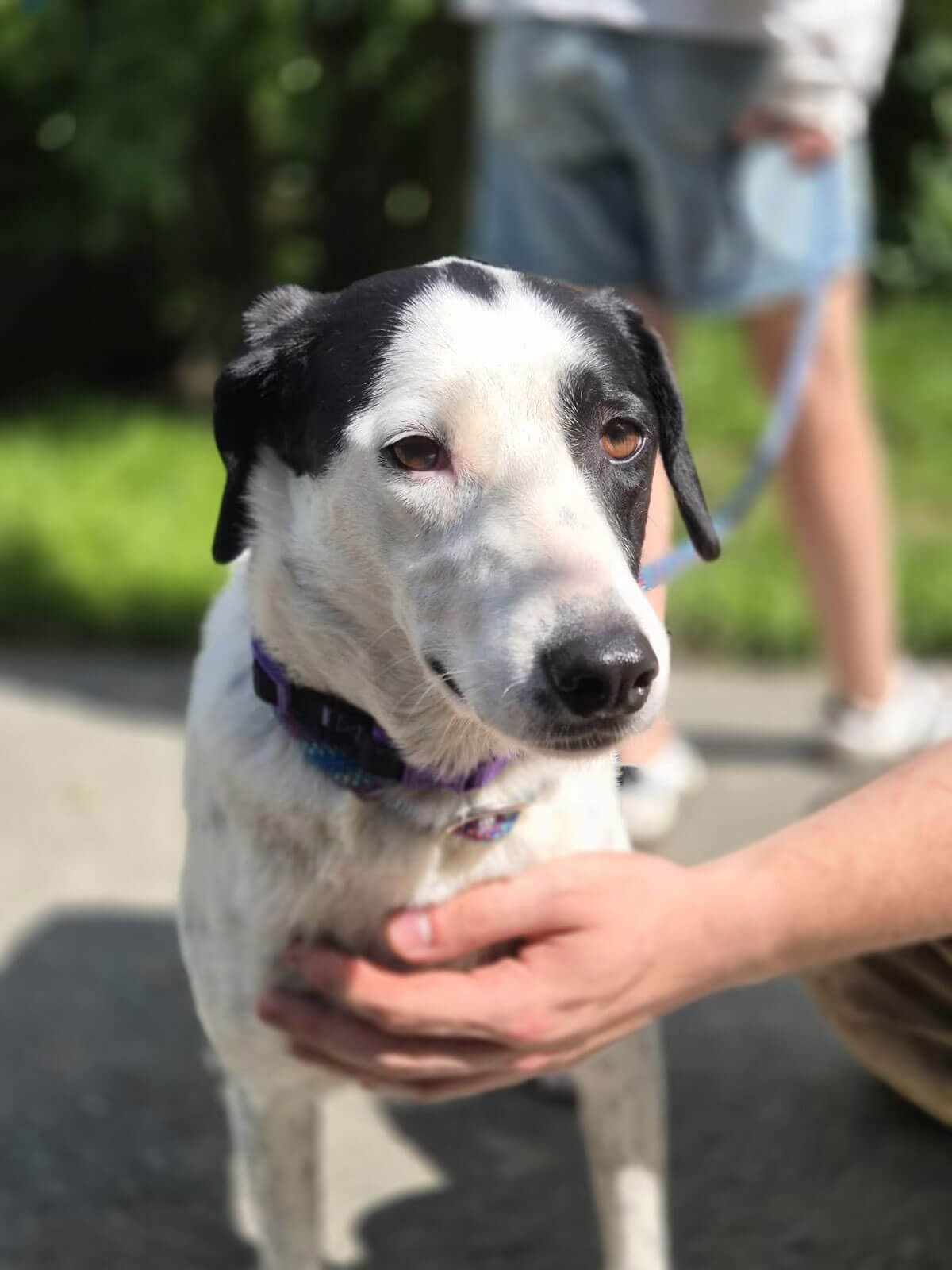 Foto der hübschen, jungen Hündin vom Tierschutzverein Zorro Dogsavior e. V. Luna