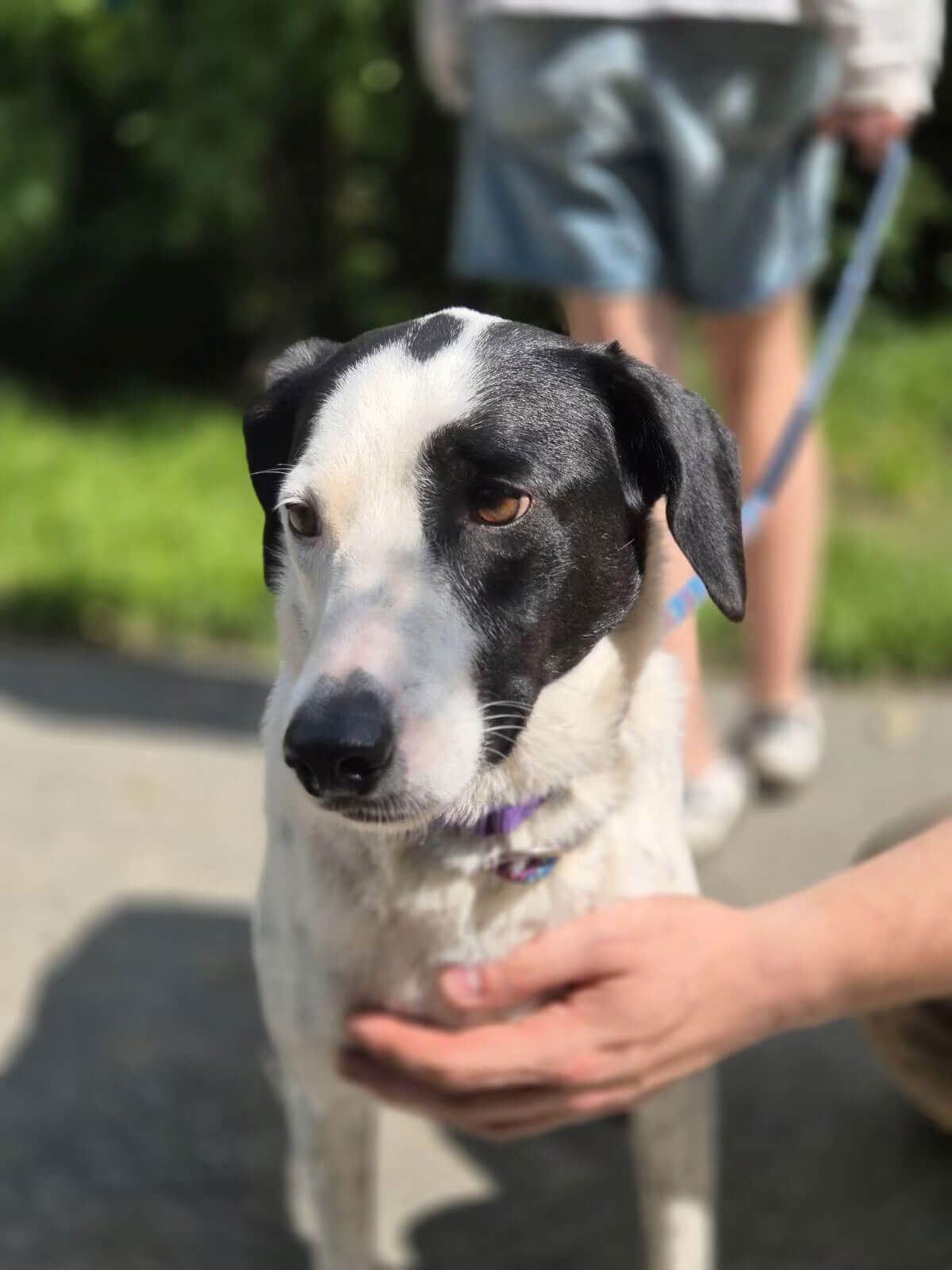 Foto der hübschen, jungen Hündin vom Tierschutzverein Zorro Dogsavior e. V. Luna