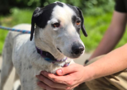 Luna Zorro Dogsavior Jun26 Beitragsbild