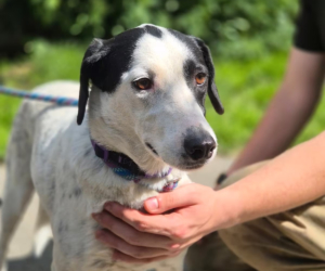 Luna Zorro Dogsavior Jun26 Beitragsbild