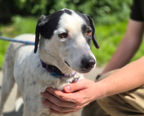 Luna Zorro Dogsavior Jun26 Beitragsbild