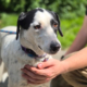 Luna Zorro Dogsavior Jun26 Beitragsbild