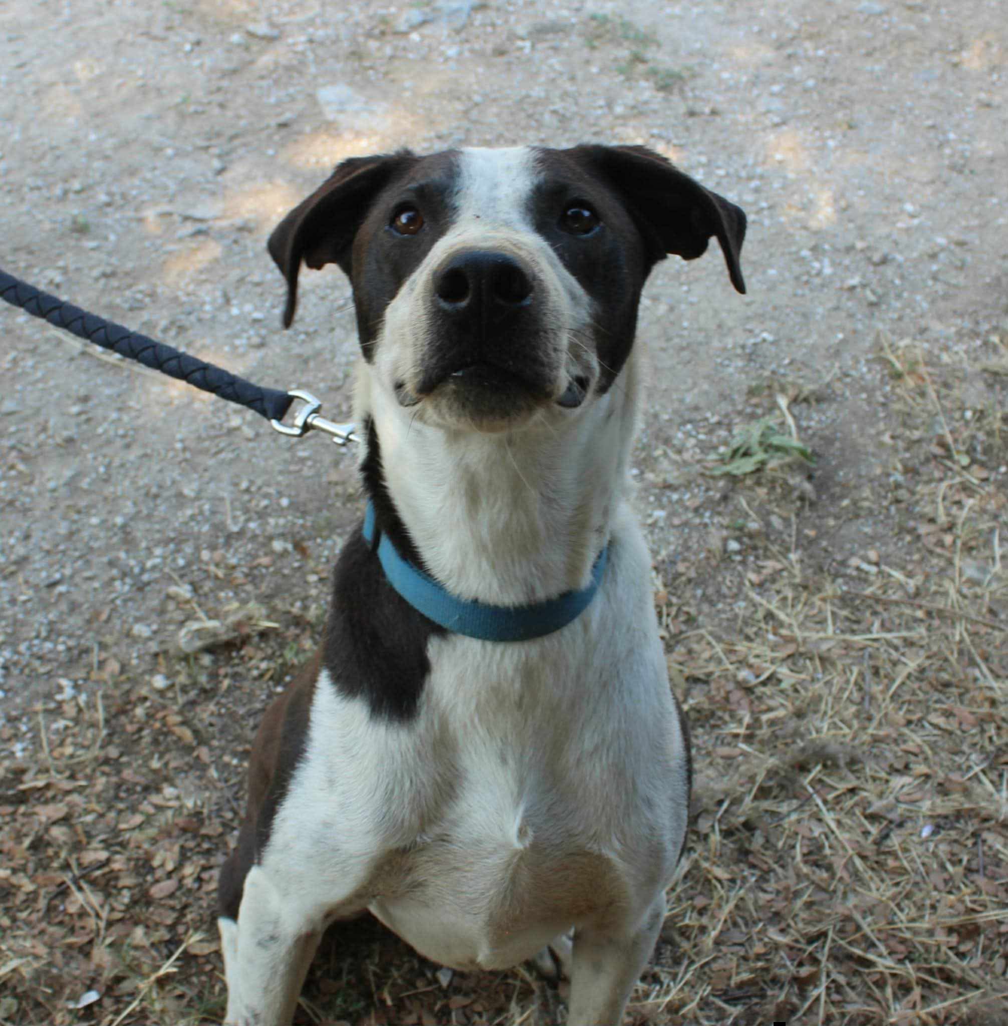 Odie Zorro Dogsavior Aug26 1