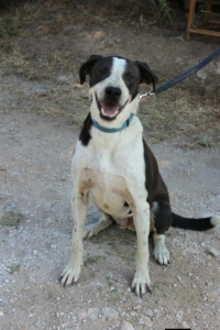 Odie Zorro Dogsavior Aug26 2