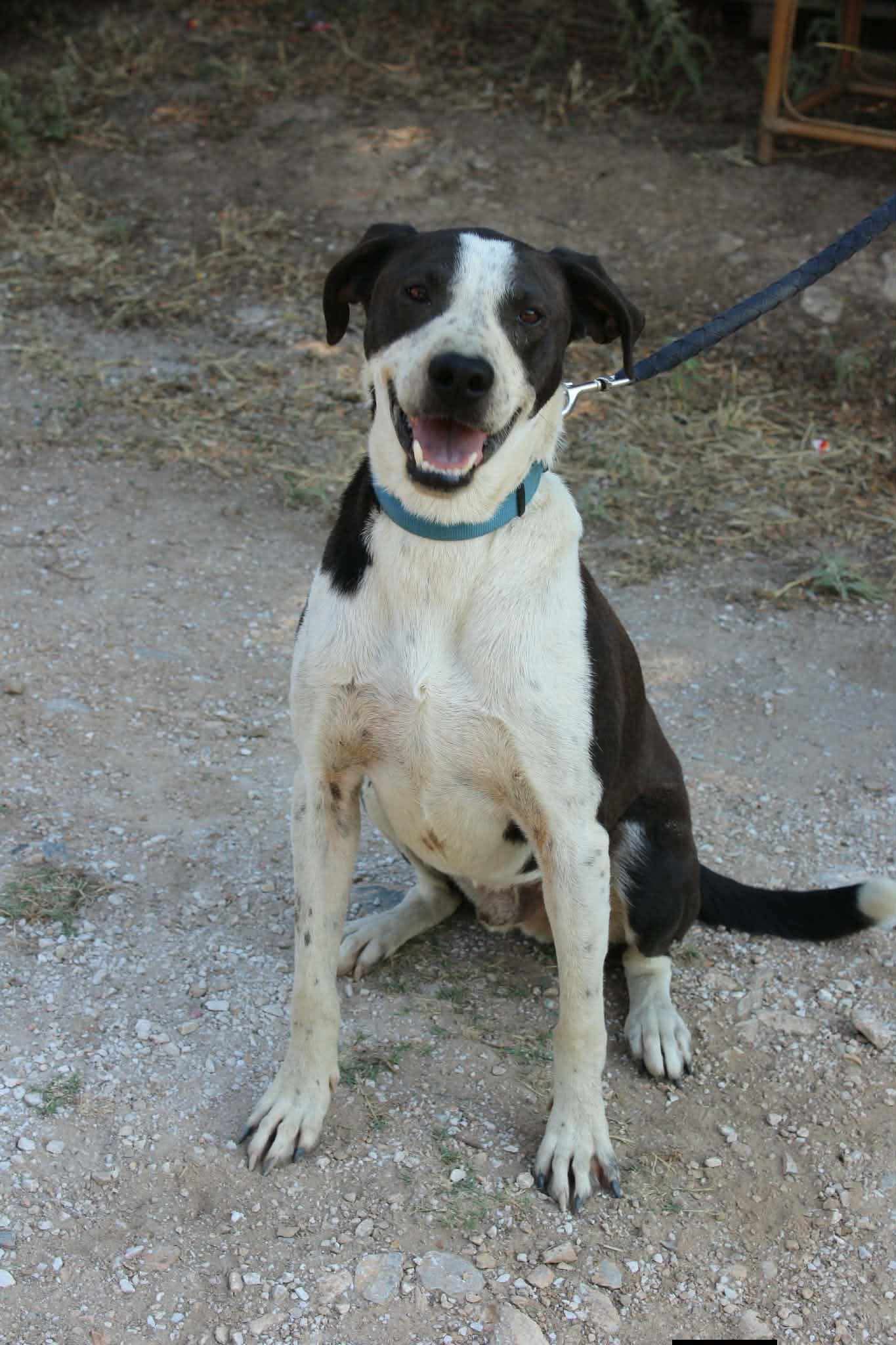 Odie Zorro Dogsavior Aug26 2