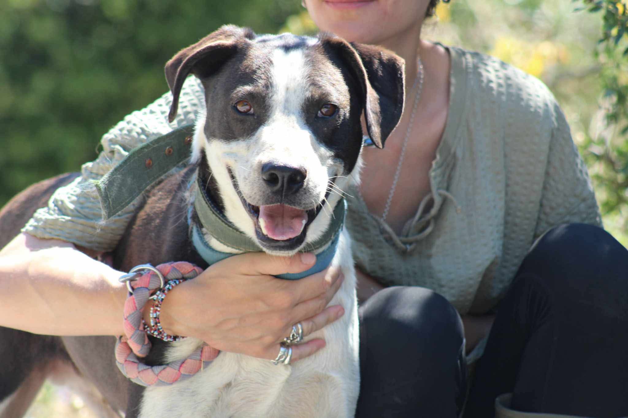 Odie Zorro Dogsavior Aug26 3