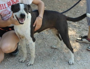 Odie Zorro Dogsavior Aug26 4