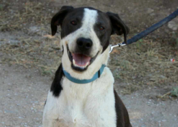 Odie Zorro Dogsavior Aug26 Beitragsbild