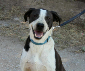 Odie Zorro Dogsavior Aug26 Beitragsbild