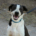 Odie Zorro Dogsavior Aug26 Beitragsbild