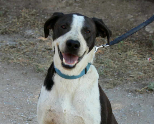Odie Zorro Dogsavior Aug26 Beitragsbild