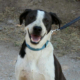 Odie Zorro Dogsavior Aug26 Beitragsbild