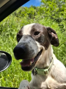 Odie Zorro Dogsavior Jun26 3