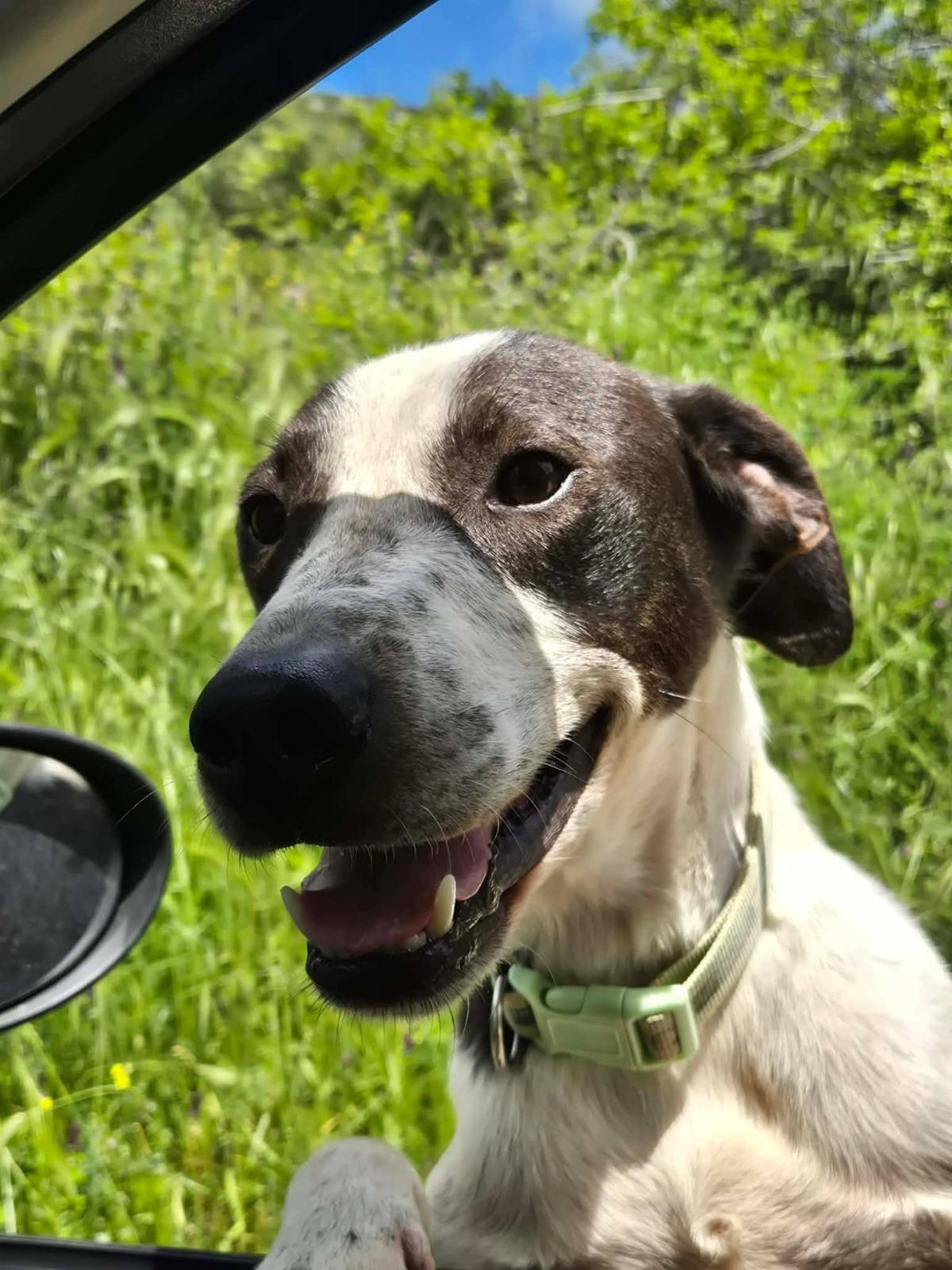Odie Zorro Dogsavior Jun26 3