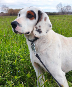 Oscar Zorro Dogsavior Jun26 3