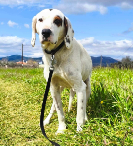 Oscar Zorro Dogsavior Jun26 5