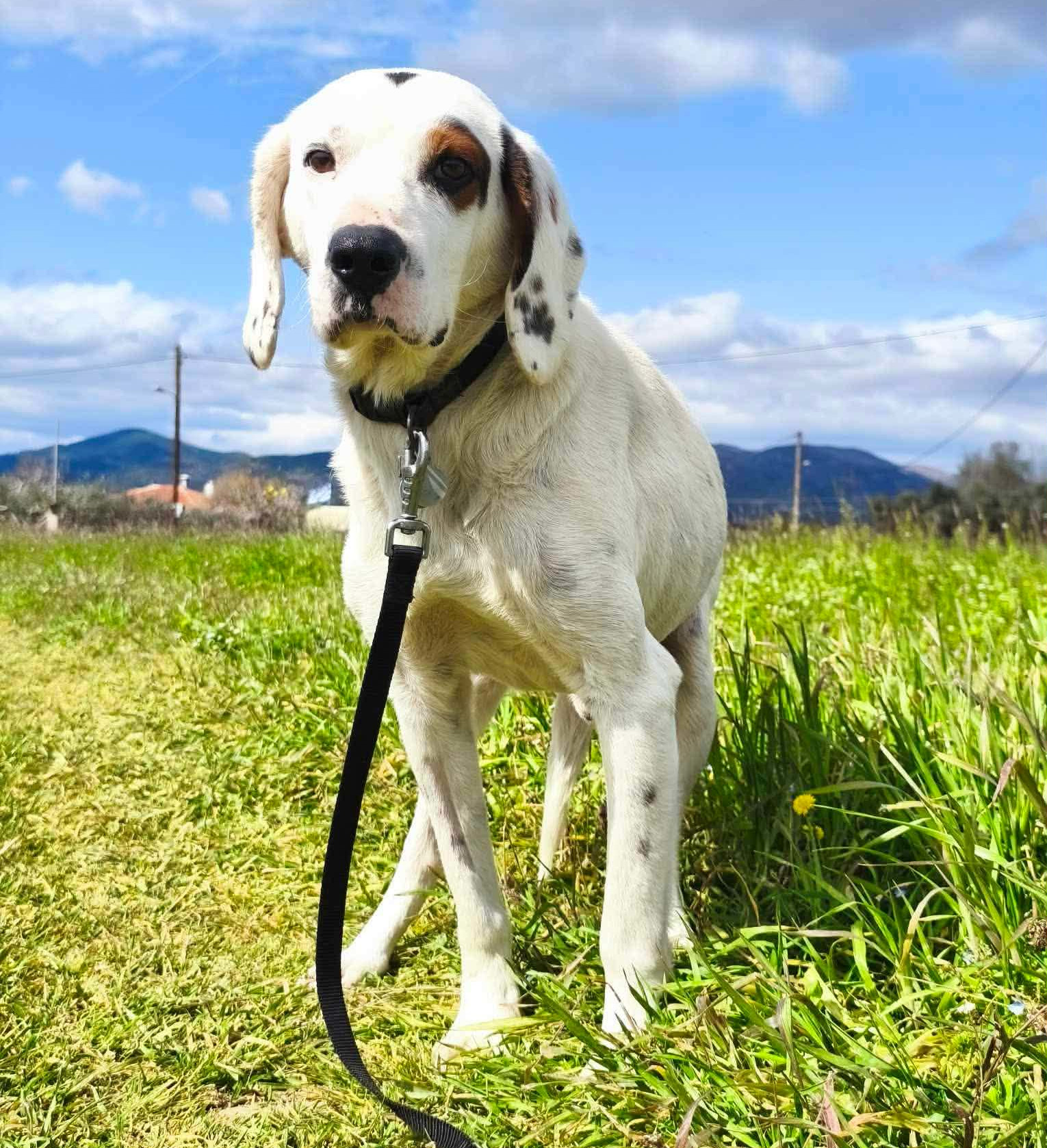 Oscar Zorro Dogsavior Jun26 5
