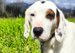 Oscar Zorro Dogsavior Jun26 Beitragsbild