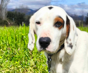 Oscar Zorro Dogsavior Jun26 Beitragsbild