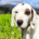 Oscar Zorro Dogsavior Jun26 Beitragsbild