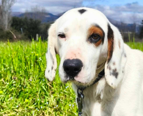 Oscar Zorro Dogsavior Jun26 Beitragsbild