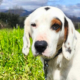 Oscar Zorro Dogsavior Jun26 Beitragsbild