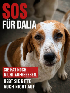 Foto der todkranken Hündin Dalia