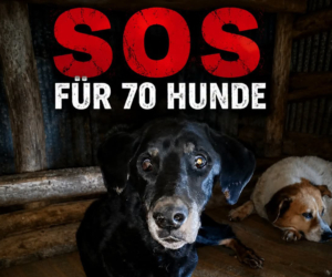 SOS Zorro Dogsavior Jun26 1 Beitragsbild