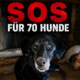 SOS Zorro Dogsavior Jun26 1 Beitragsbild