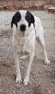 Vasoula Zorro Dogsavior Apr25 1