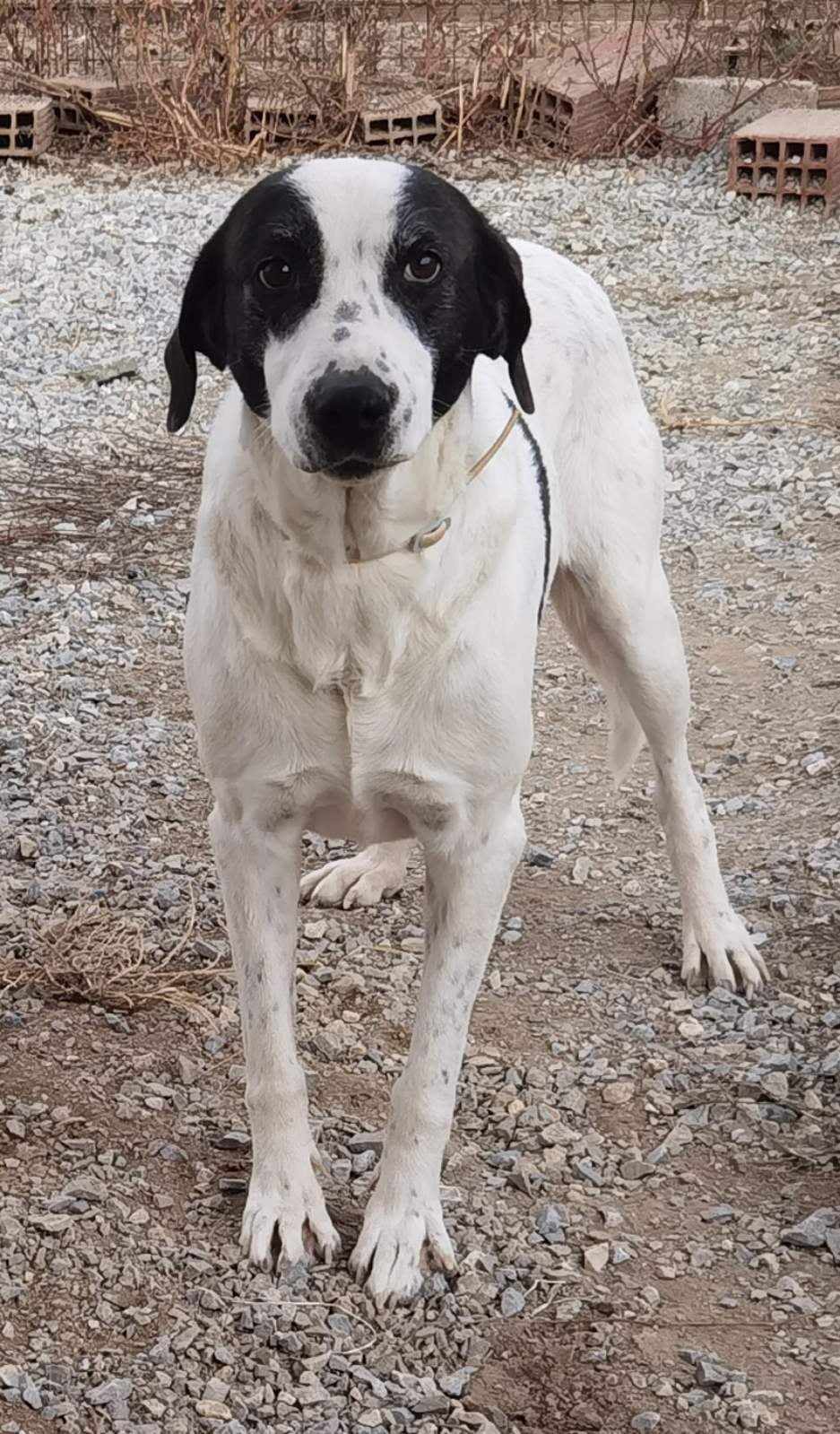 Vasoula Zorro Dogsavior Apr25 1