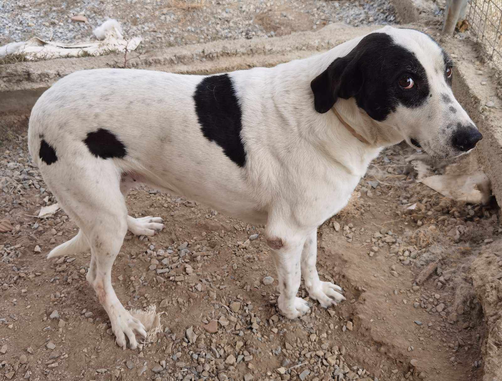 Vasoula Zorro Dogsavior Apr25 2