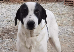Vasoula Zorro Dogsavior Apr25 Beitragsbild