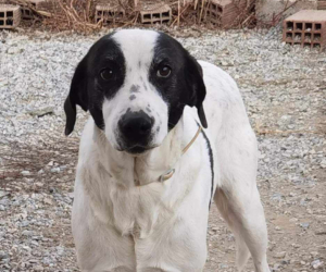 Vasoula Zorro Dogsavior Apr25 Beitragsbild