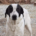 Vasoula Zorro Dogsavior Apr25 Beitragsbild