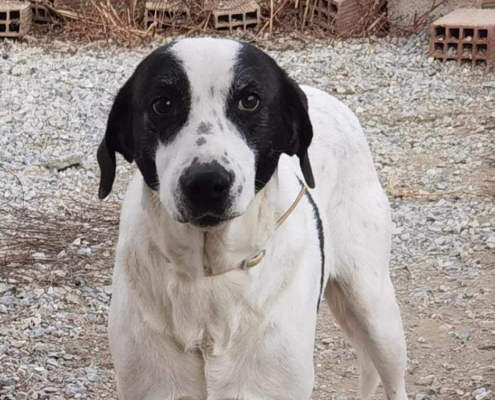 Vasoula Zorro Dogsavior Apr25 Beitragsbild