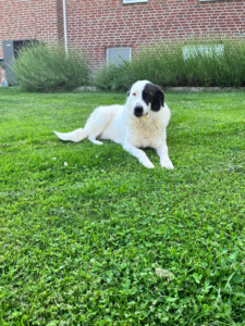Abby Zorro Dogsavior Jul26 1
