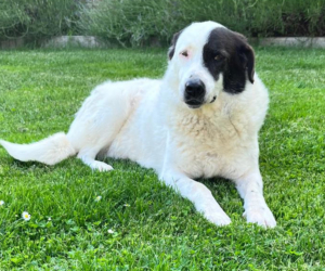 Abby Zorro Dogsavior Jul26 1 Beitragsbild