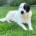 Abby Zorro Dogsavior Jul26 1 Beitragsbild