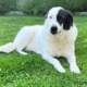 Abby Zorro Dogsavior Jul26 1 Beitragsbild