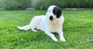 Abby Zorro Dogsavior Jul26 1 Social Media